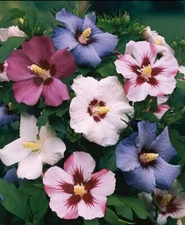 50 Mixed Colors ROSE Of SHARON HIBISCUS Syriacus Flower Tree Bush Seeds Mix