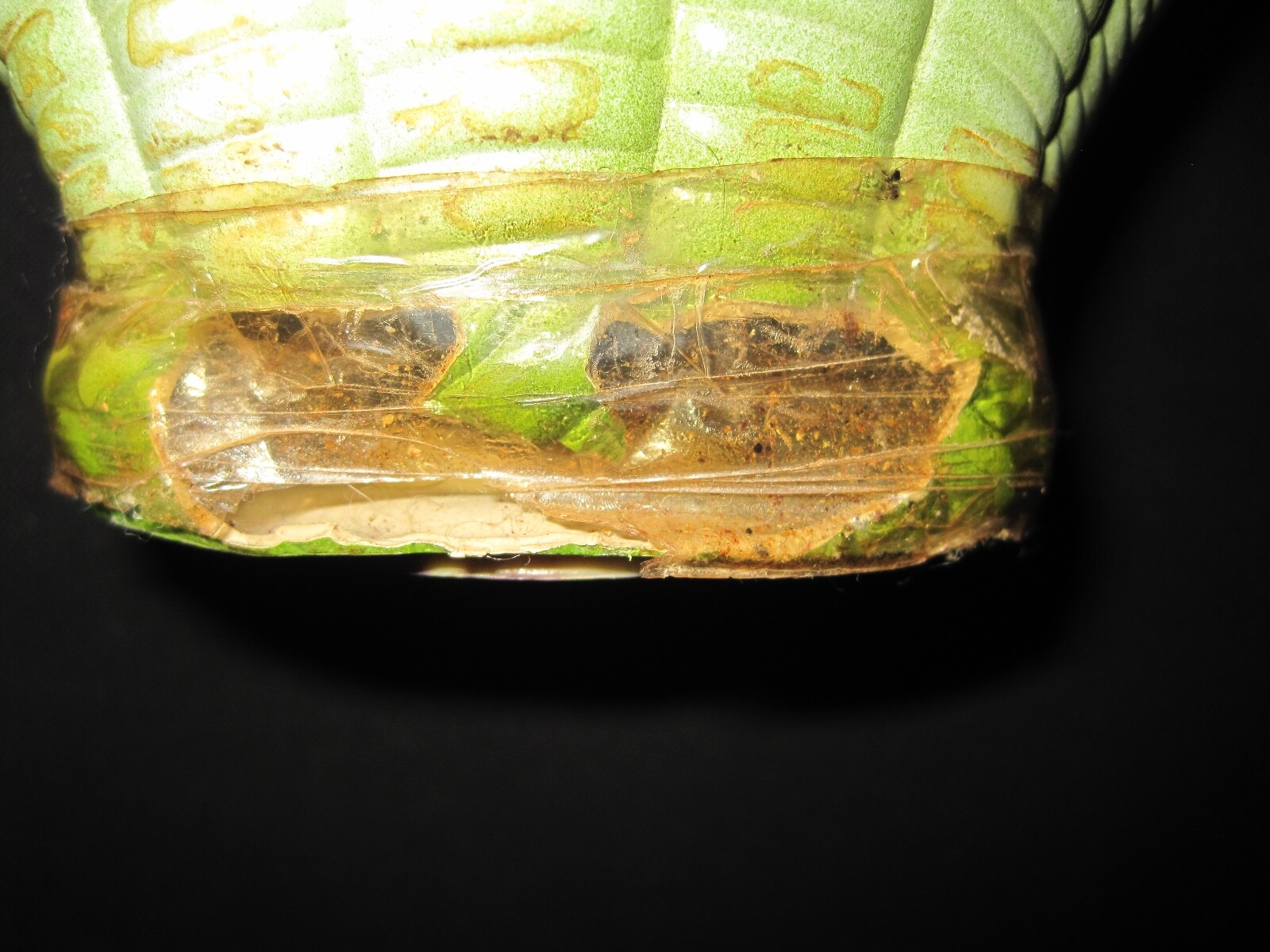 Picture 4 of 4