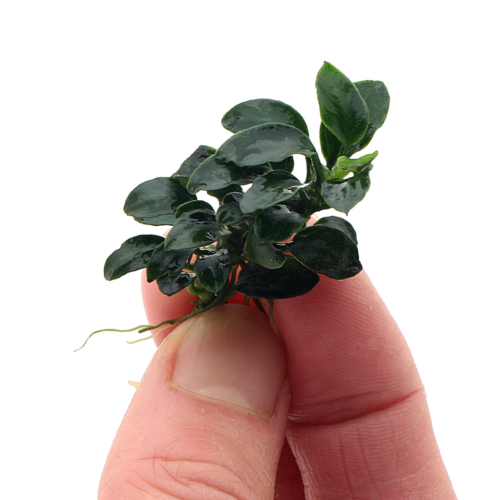 Anubias Petite NANO Live Aquarium Plants Tropical Aquascaping RARE K2AQUA