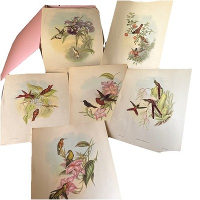  VTG J.GOULD HC RICHTER GOULD HUMMING BIRDS ART COLLECTION GROUP OF 6 PRINTS  