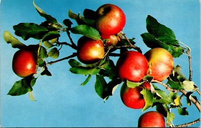 Postcard Michigan Apples - Health Giving Qualities