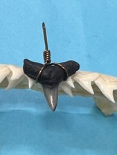 SHARK TOOTH PENDANT…5/8 Inch Fossilized BLACK TIP Shark Tooth 