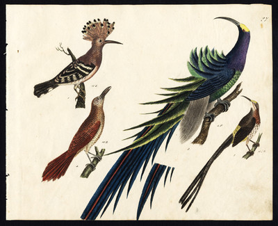 Seltener antiker Druck-HOOPOE-CAPE SUGARBIRD-SONNENVOGEL-KLETTERNDER GRAKLE-Strack-1819
