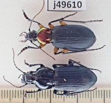 j59610. Insects, Carabidae sp. Vietnam, Nghe An