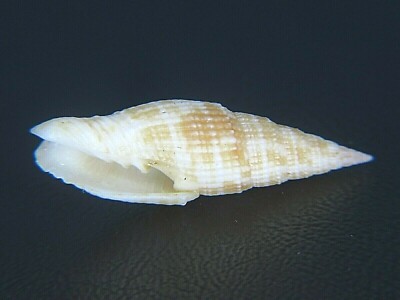 MITRA ''CALCIMITRA'' POPPEI: ONLY ONE ON EBAY FOR SALE @ 25.04MM!