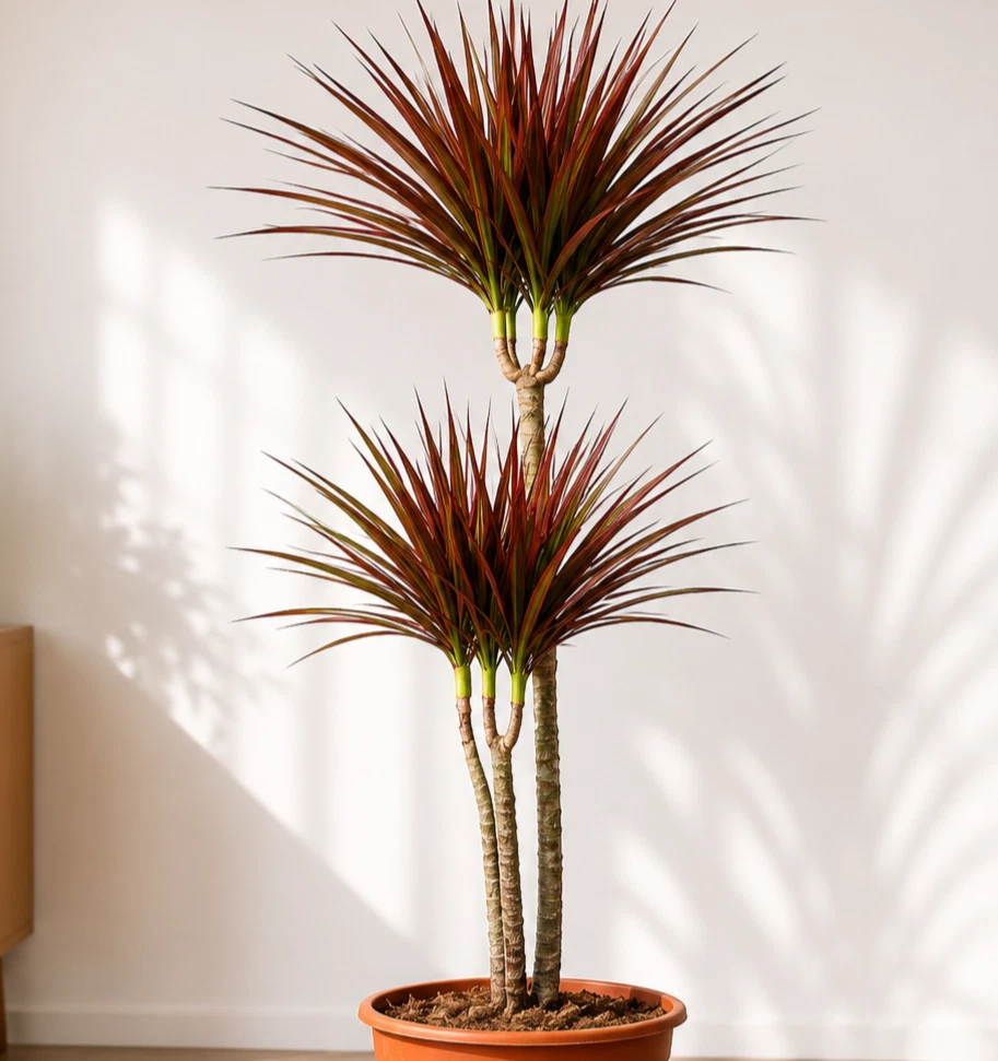Dracaena Pflanzen, Zimmerpflanzen mit mittlerem Wasserbedarf online kaufen  | eBay.de