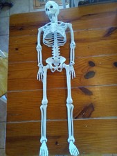 3FT Skeleton, 36" Full Body Halloween Skeleton with Movable Posable Joints, Plas