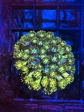 CE- WYSIWYG Blueberry Field Rainbow Goni Frag - Live Coral Frag LPS SPS #RZE1