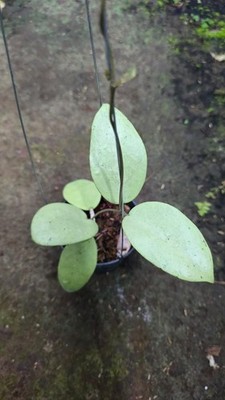 Real Picture Hoya SP Menak Sopal Silver Rare Plant