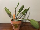C. lueddemanniana `Kelly' Select Species Cattleya Orchid Plant — photo 3