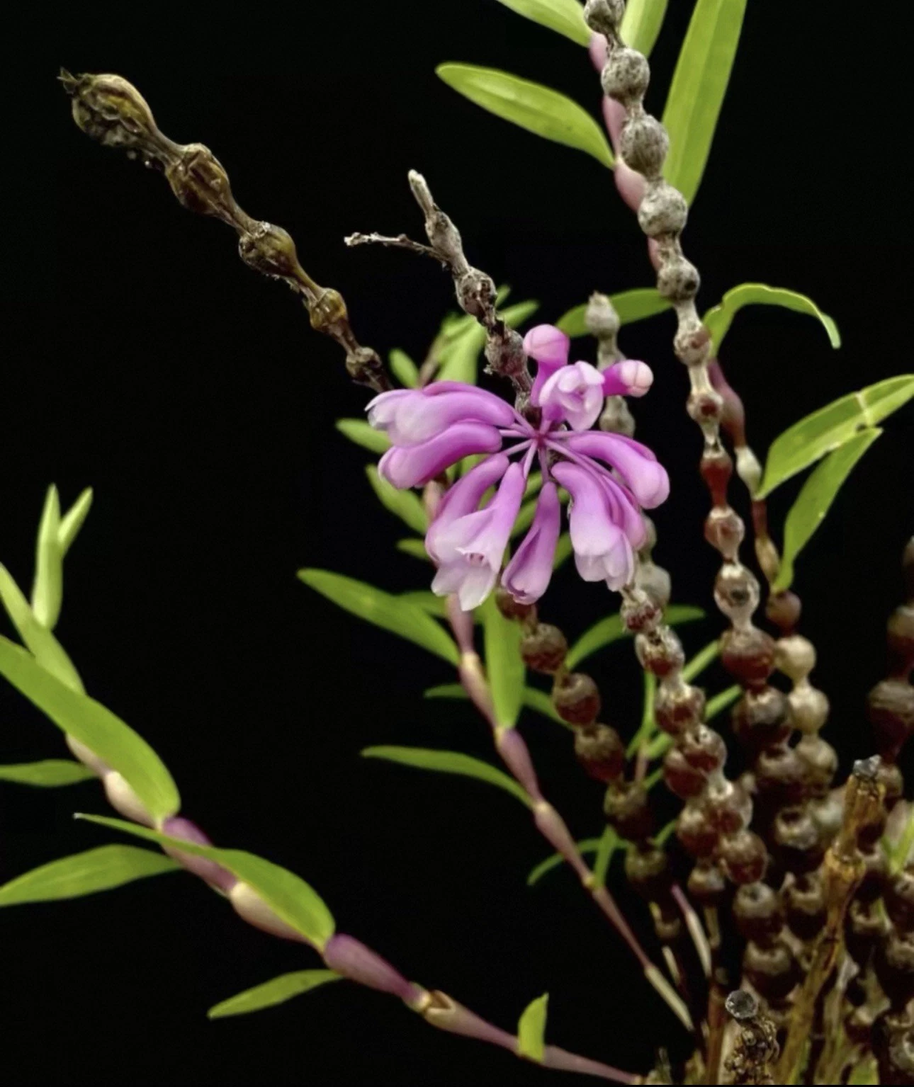 Dendrobium rindjaniense J.J.Sm Rare Indonesian Species Orchid Blooming Size
Opens in a new window or