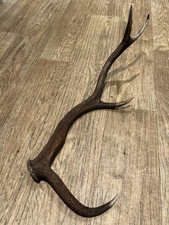 Large Red Deer Stag Antler Horn