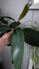 1 X Ficus Robusta, Rubber Plant Cutting Houseplant Air purifying