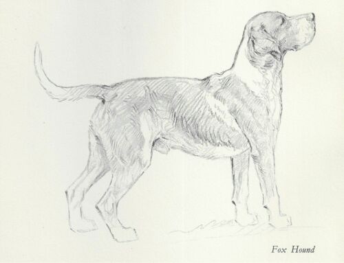 * Foxhound - Vintage Dog Art Print - 1938 Kf Barker