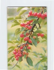 Postcard Sprig of Ripe Cherries