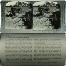 Keystone Stereoview of Men Threshing Beans in Egypt From 600/1200 Card Set #784