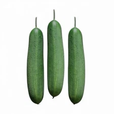 Cucumber – Mitali Long Green Seeds For Planting 1 Gram 20+ Seeds