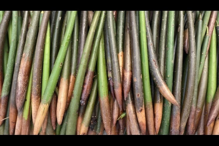 Mangrove Pneumatophores 50pcs
Opens in a new window or tab