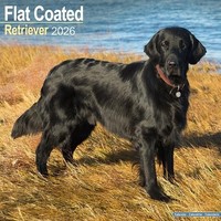 Flatcoated Retriever Calendar 2026 Square Dog Breed Wall Calendar - 16 Month