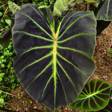 Colocasia Bulb Luminova New Hybrid Tuber (Includes All Import Duties And Taxes)
