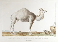 Simon Charles MIGER / Camelus Dromedarius / Le Dromadaire 1800