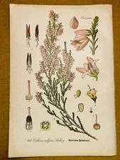 1886 ANTIQUE PICTURES LITHOGRAPH ART PRINT BOTANY FLOWER FLORA NATURE DECO PO...