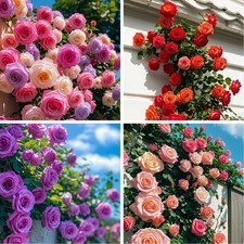 300 Mixed Climbing Rose Rosa Seeds for Planting Outdoors -Heirloom Garden red