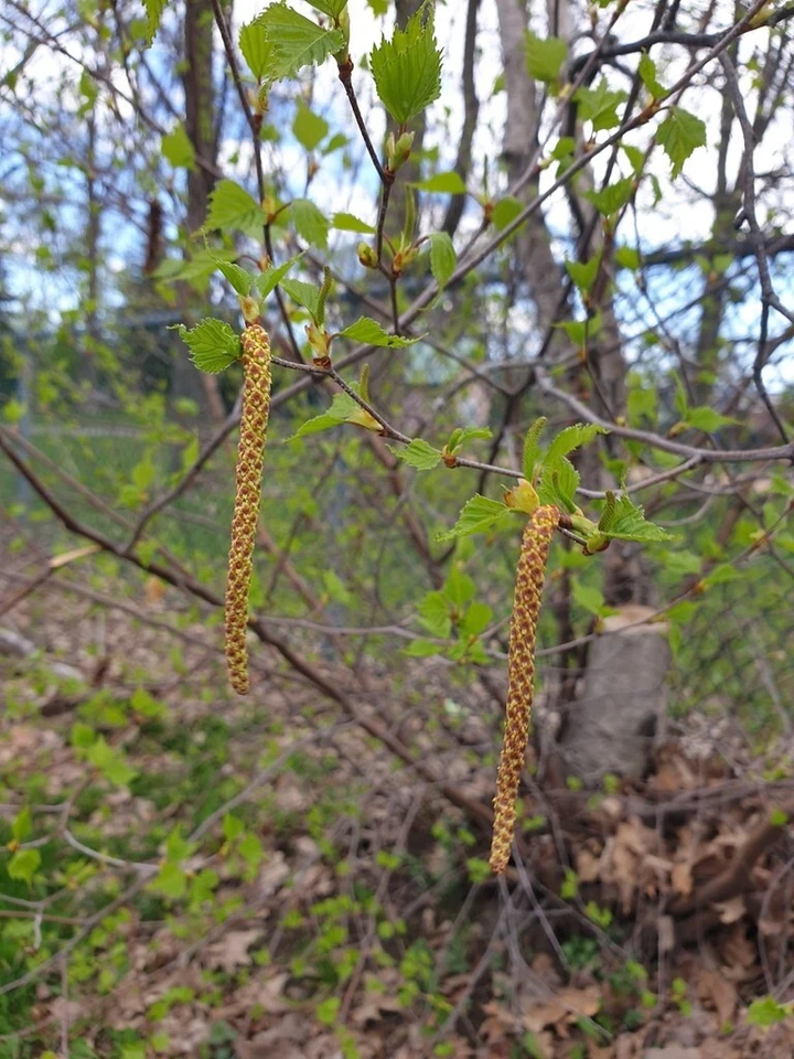 Семена деревьев Betula populifolia (серая береза), привлекательная кора бонсай - Изображение 3 из 4