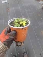 X10 Alpine Strawberry native wild plant 9cm pots FREE DELIVERY