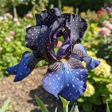50 Galaxy Pattern Bearded Iris Seeds – Deep Blue Star-Spotted Blooms