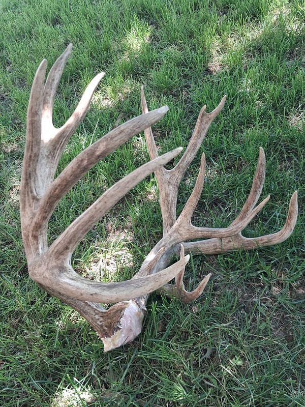 Mule Deer antlers 10x8,  Skull Cap Antlers Cabin Decor Sheds