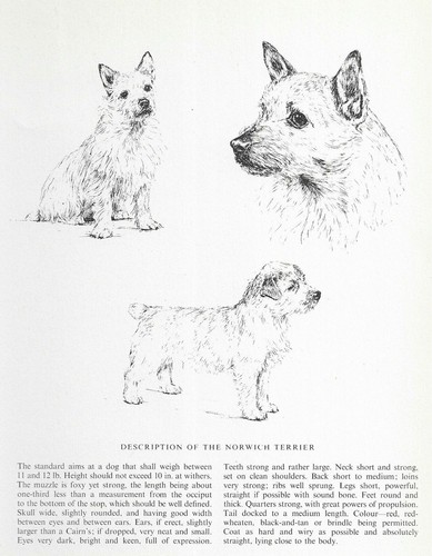 Norwich Terrier Sketch - CUSTOM MATTED - 1963 Vintage Dog Art Print 