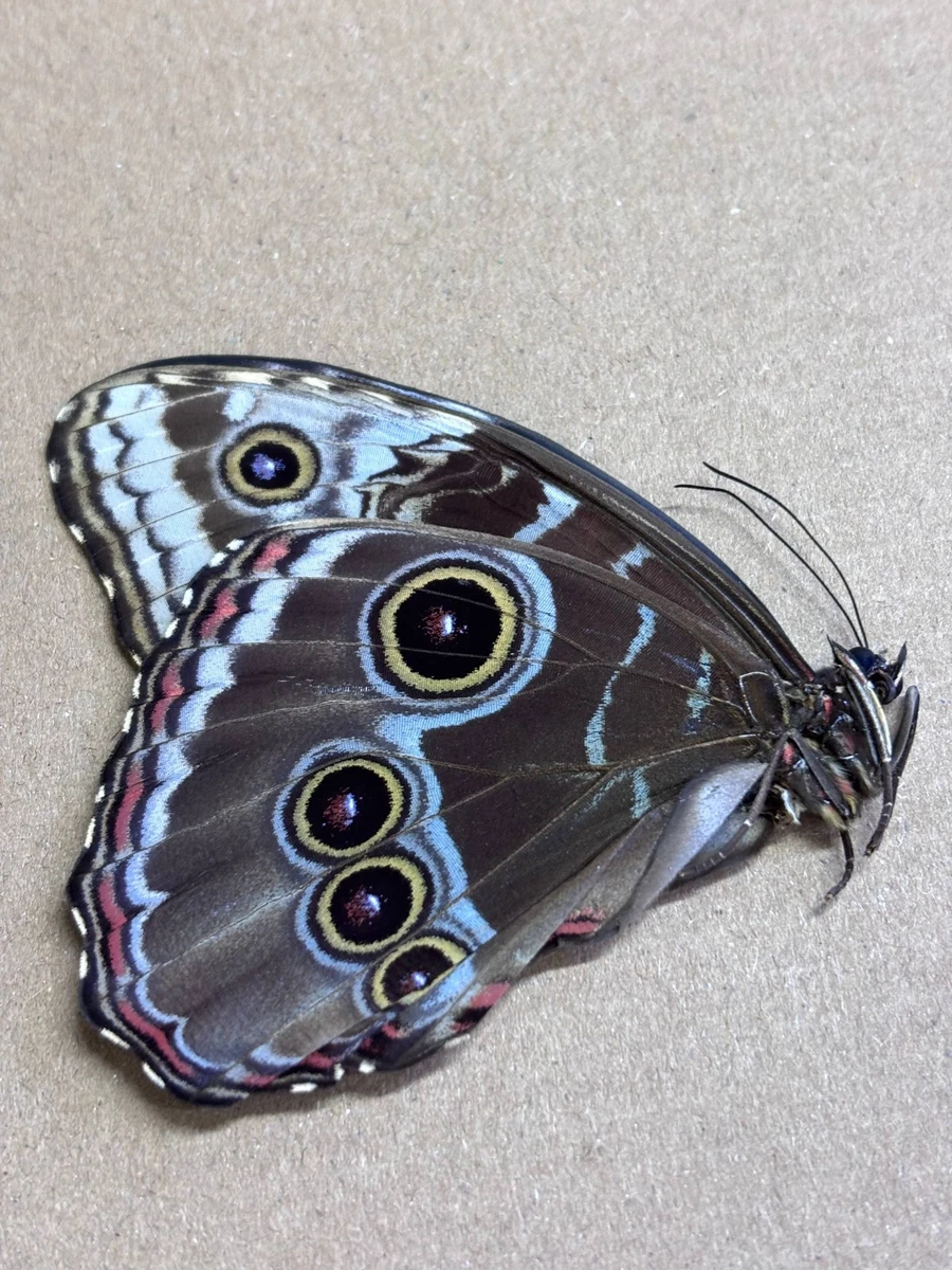 蓝色Morpho 蝴蝶| eBay