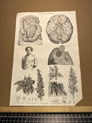 Antiquarische Kunstdruck 1834 Anatomie Medizine Chirurgie Arzt Doktor Botanik - Bild 1 von 4