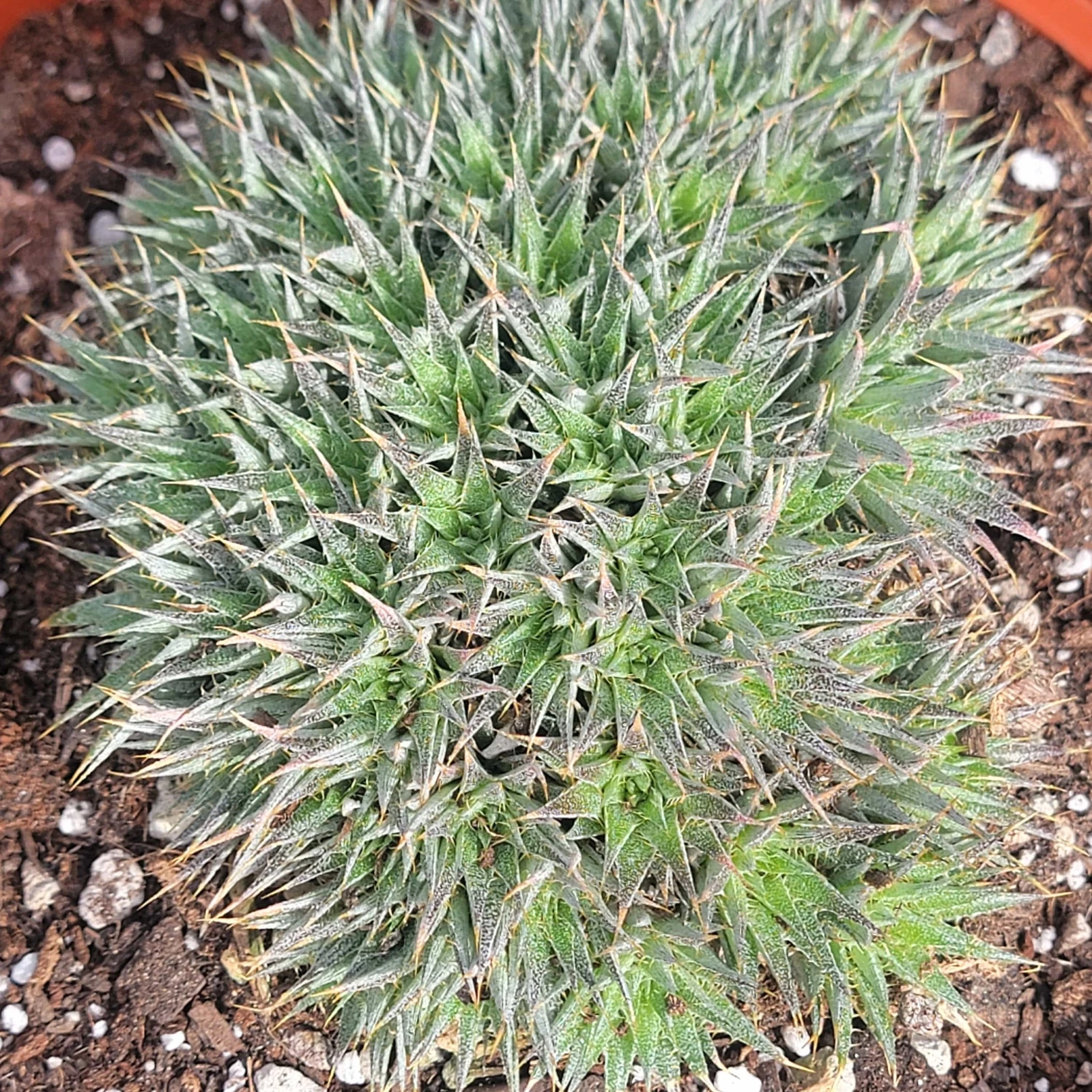 Deutorechonia brevifolia 'Argentine Ball'
Opens in a new window or tab