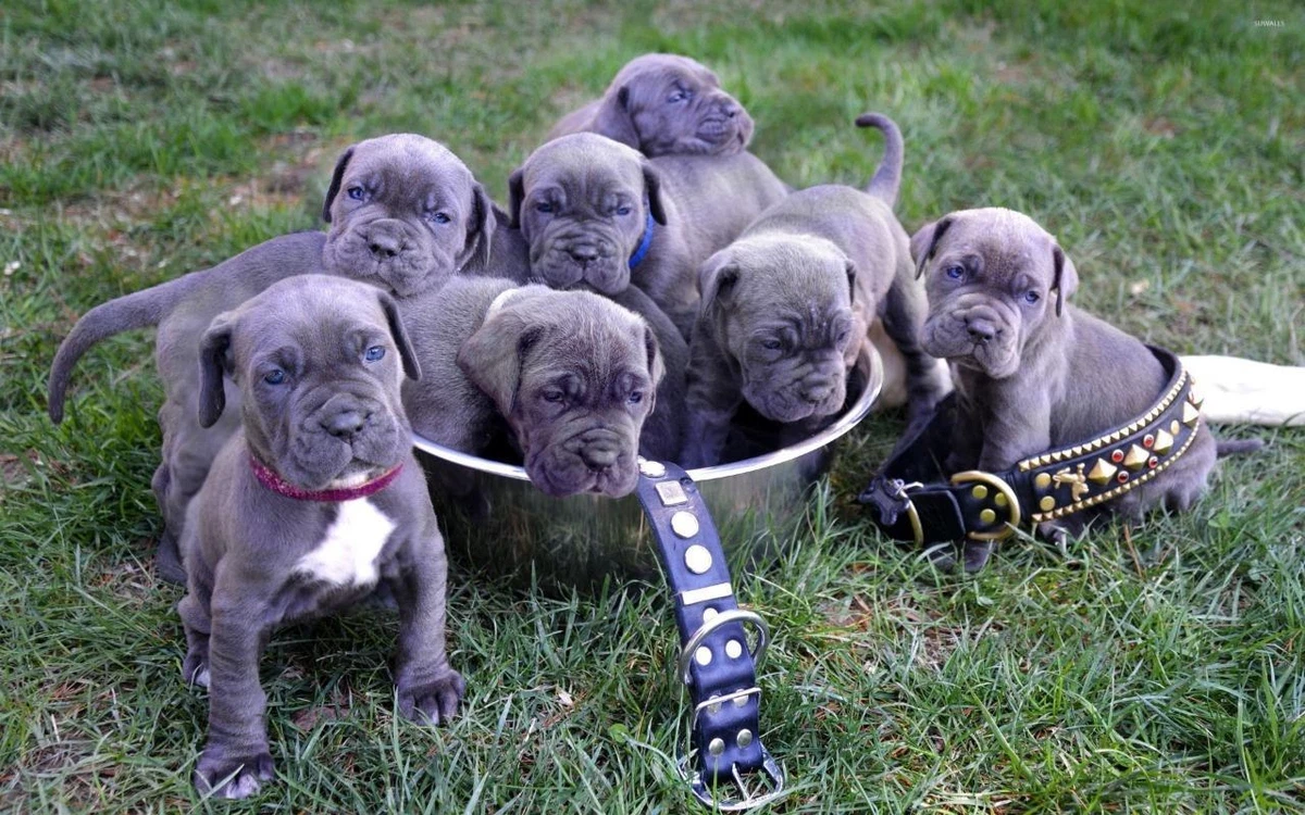 Blue deals puppy pitbull