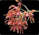 New ListingLaelia moyabambae X Mcp wendlandii Orchid Pink Orange Long Spikes 4” Pot Orchid