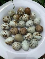 12 HOLLOW **Exotic Colors** Quail Eggs - Hand Blown Eggshells for Crafts