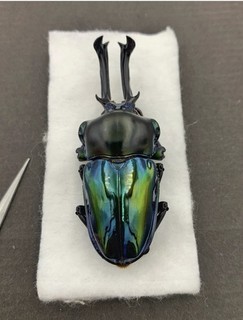 Insect Lucanidae Phalacrognathus muelleri From Australia Male 62mm Special XXL