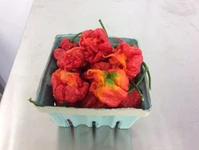6 FRESH PICKED Red Carolina Reaper Peppers (Hydroponically Grown)