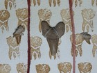 ACEO (origional/ edition/ print) [multimedia, lino-cut, painting] by LIV DARLING — photo 3
