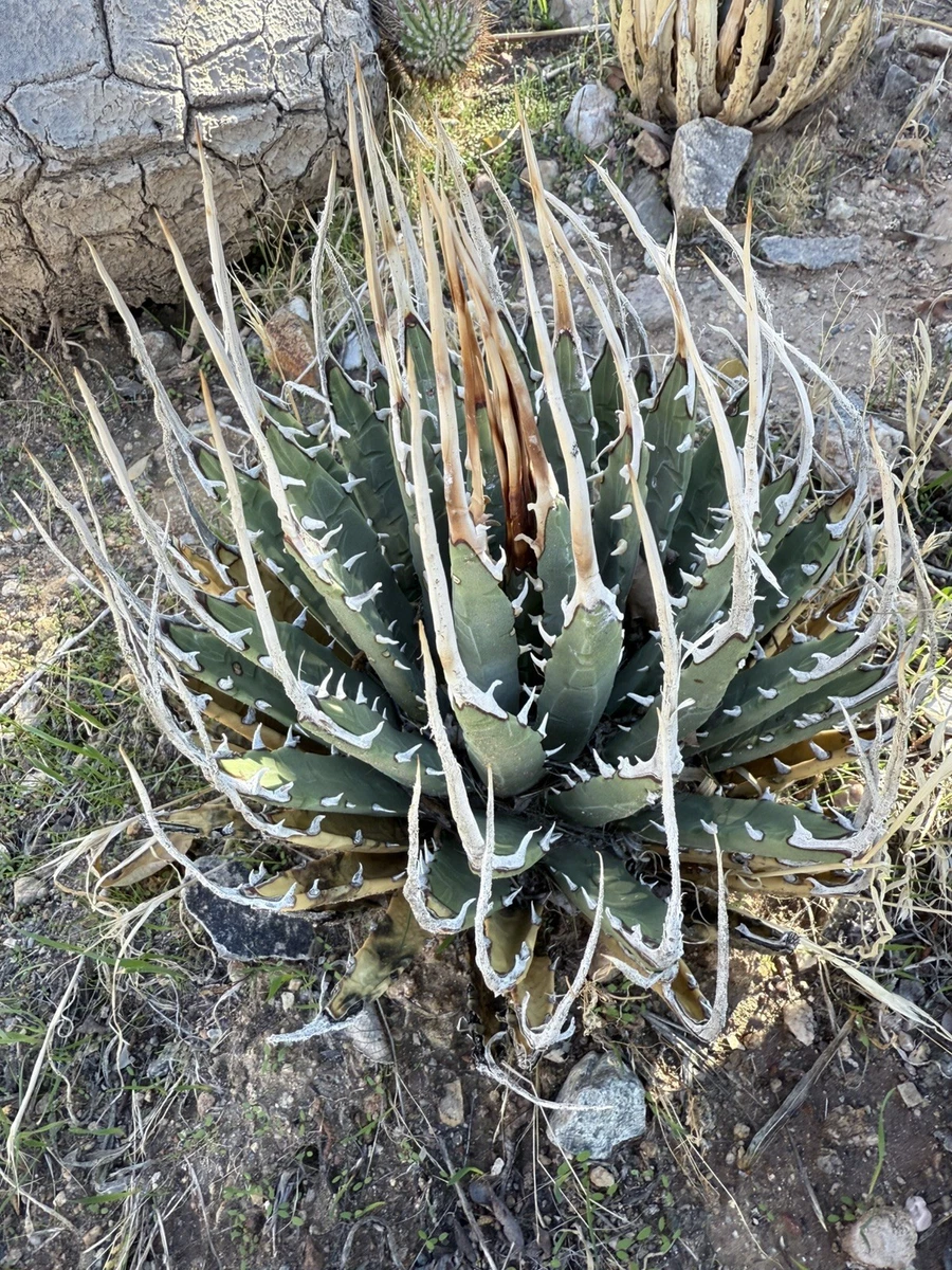 Agave Utahensis for sale | eBay