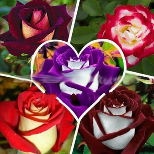 Dark red white rose seeds359 flower roses seedsroses from Etsy