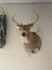8 Point White Tail Buck Mount