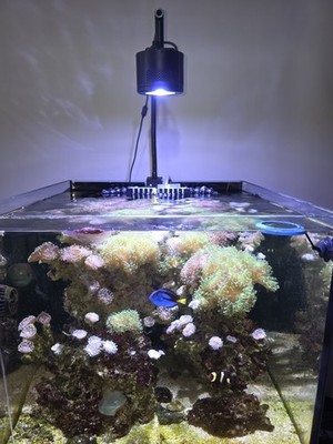 Kessil A360W Tuna Blue LED Reef Aquarium Light w/Gooseneck Mount