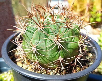 gymnocalycium t rex Gymnocalycium Cactus 't-rex Hybrid Pink' – Foliage Dreams main image 1