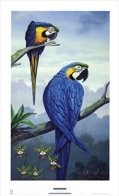 BLUE GOLD MACAW by Jules Scheffer Birds 18x29 in
