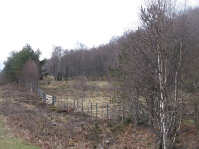 Foto 6x4 Birkenwälder, Kinveachy Birken Besiedlung einmal Freiland vor c2009