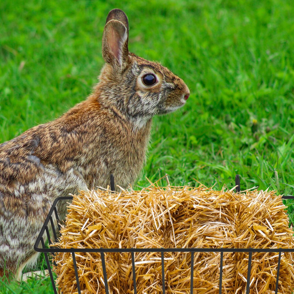 2 Pcs Farm Feed Container Basket Water Dispenser Rabbit Hay Feeder eBay