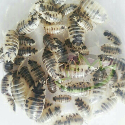 SALE 30+ Powder Orange and 10+ Dairy Cow Isopods Vivarium Cleanup Crew